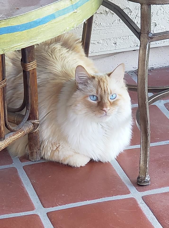 Readers pet photos